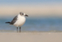 Laughing Gull not in full breeding plumage, Fort De Soto, Florida