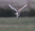 Barn Owl