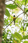 Northern Black-throated Trogon (male) front view, Costa Rica