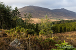 Overlooking Annalong Wood to Slieve Binnian