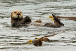 Sea Otter floating amongst kelp, Alaska