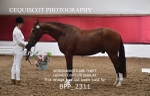 BPP_2311