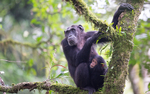 Kibale national park