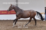 BPP_1346