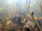 Common Frogs spawning, Bristol, BR_001