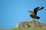 Great Skua