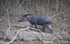 Tapir