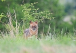 Golden Jackal