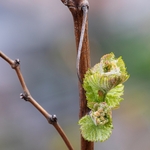 Vineyards & Vines / Weinberge & Reben portfolio