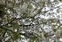 White Blossom