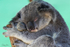 Koala Asleep 1