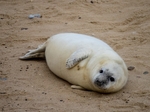 Atlantic Grey Seal