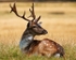 Fallow Buck