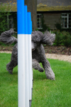 Poodles portfolio