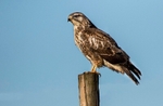Common Buzzard