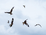 Red Kites