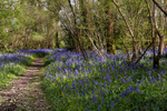 Bluebell copse