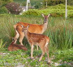 Red Deer on Arran