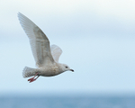 Iceland Gull (juvenile) flying, Grundarfjörður, Iceland