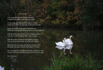 Two Swans poem II