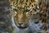 Amur Leopard (© Andy Millikin)