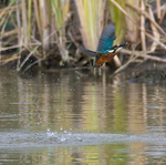 Kingfisher lifts off from the water after a successful fishing trip