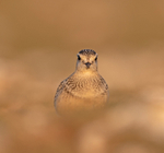Dotterel - Charadrius morinellus
