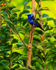 Red-legged Honeycreeper (male), Casa Corcovado, Costa Rica