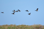Dark-bellied Brent Geese