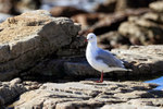 Hartlaub's Gull (adult), Betty's Bay, South Africa