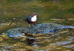 Dipper