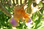 Iris 1051