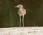 Senegal Thick Knee