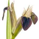Widow Iris (Hermodactylus tuberosus)