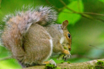 grey Squirrel Sciurus carolinensis-5849