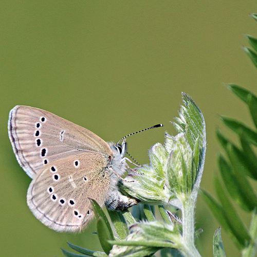 Silvery Blue feeding on tufted vetch.