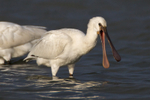 Spoonbill with open bill on Brownsea Island