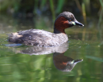Little Grebe