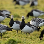 Barnacle Geese