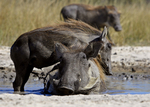 Warthog