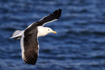 Kelp Gull (adult) in flight, Mossel Bay, South Africa