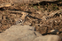 Eurasian Hoopoe, Panna, Madhya Pradesh, India