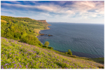 Murlough Bay Bluebells (IMG1046)