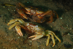 Liocarcinus depurator moulting i