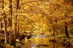 R Llugwy autumn 85-21-7