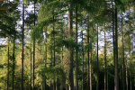 Westonbirt _WB006