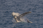 HB Calf Breach 2. 0A3A8136