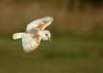 Barn Owl