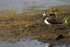 Lapwing