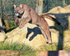 Puma leaping over a log at the Big Cat Sanctuary
